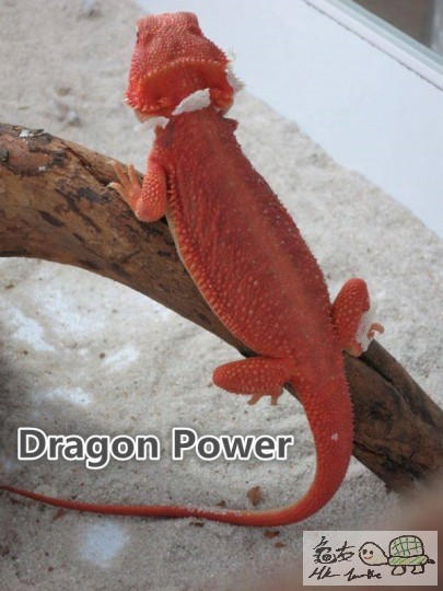 extreme red hypo trans dunner 3_副本.jpg