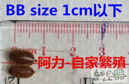 bb size.jpg