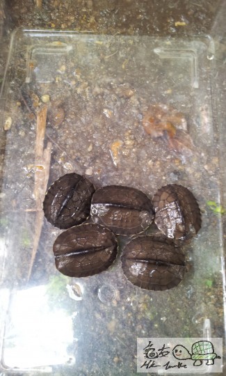 圖中右上角為錯甲