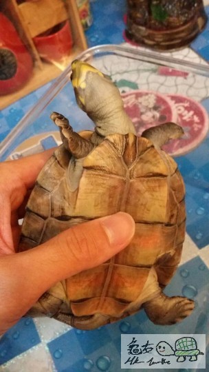 咁睇到有少少腫