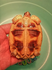 2014-08-01 05.34.06.jpg1.jpg