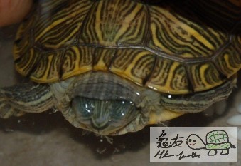 病因：龜長期生活在水中或陰暗潮濕處，對水質不適應，真菌侵染龜體表皮膚引起。  ... ...