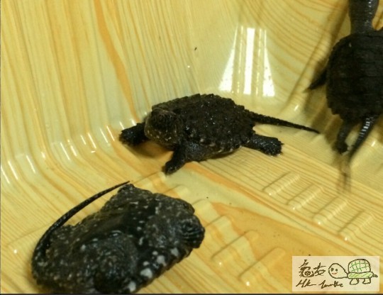 鱷龜苗.jpg