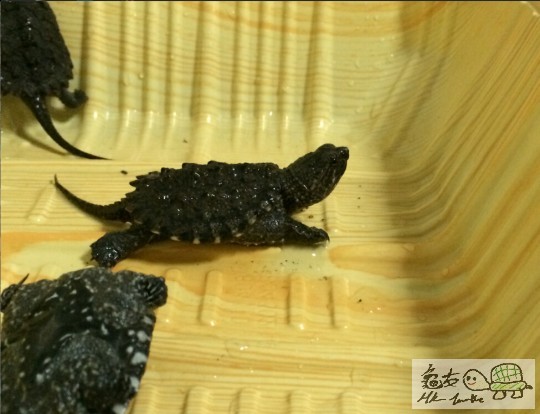 鱷龜苗1.jpg