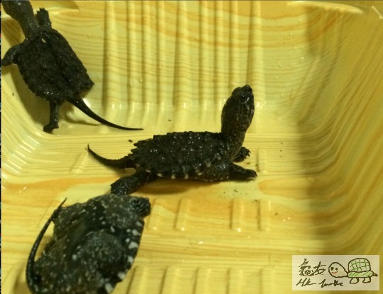 鱷龜苗2.jpg
