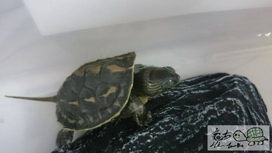 龜龜2.jpg