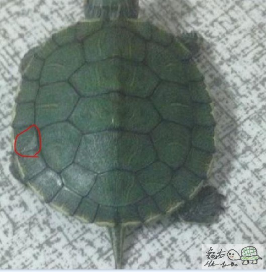 有一點點白白的