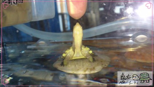 纯喉一只，很纯滴油..._极品龟舍吧_百度贴吧_imgsrc.baidu.com_11_副本.jpg