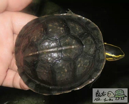 7CM小安布 (1).jpeg