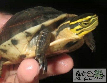 7CM小安布 (2).jpeg