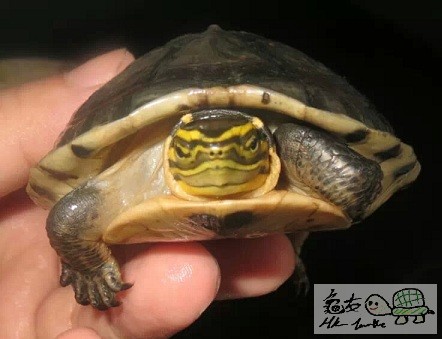 7CM小安布 (3).jpeg