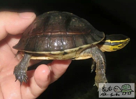 7CM小安布 (5).jpeg