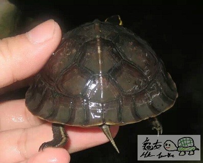 7CM小安布 (7).jpeg