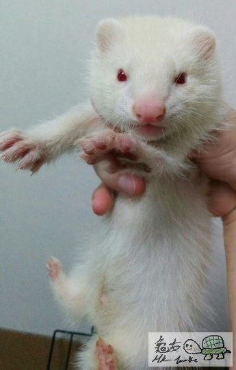 ferret.jpg