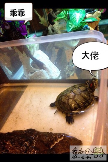 gwai gwai and papa.jpg