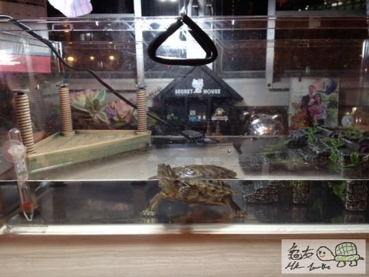 gwai gwai new home.jpg