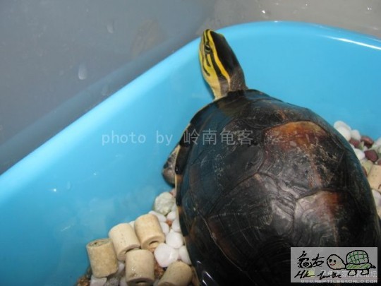 线纹安布闭壳龟 04.jpg