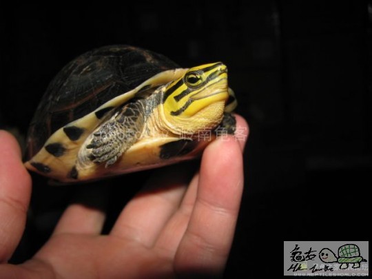 线纹安布闭壳龟 03.jpg