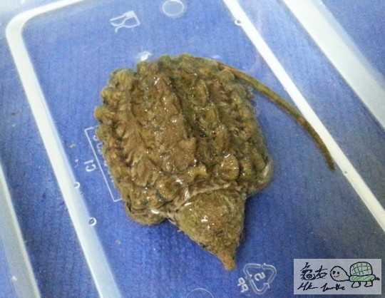 複製 -20141031_002149.jpg