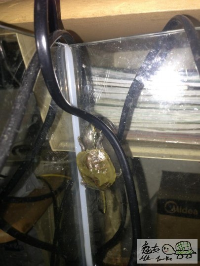 1384158_963722066971733_386054734383476862_n (1).jpg