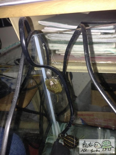 10850054_963722076971732_6742222068722326009_n (1).jpg