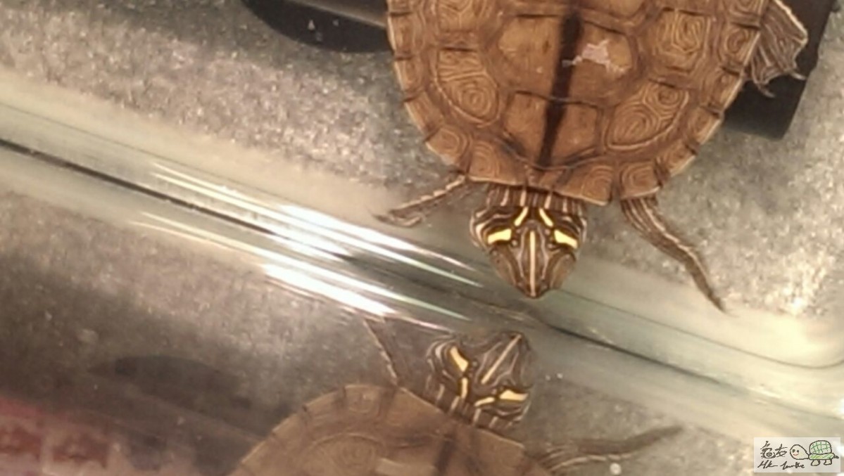 牠的腮右邊突了