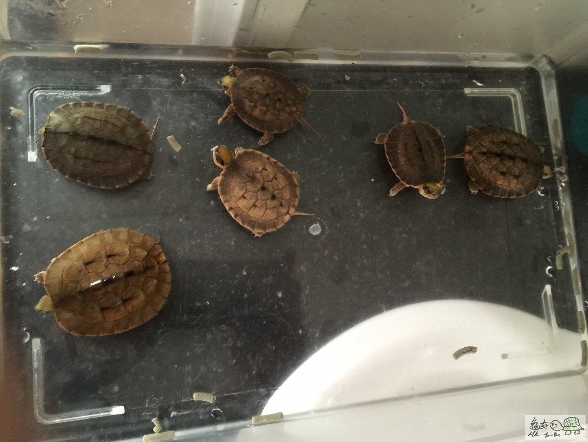 冬眠後狀態十足