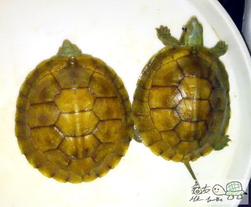 複製 -6P0G@5_}[ABL51`$A@1{(WB.jpg