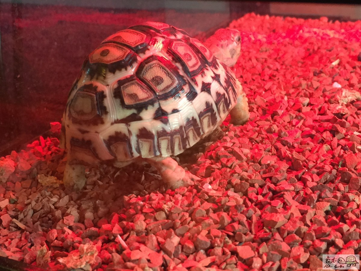 今日想影，龜：「都話唔影相」