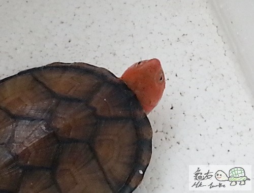 複製 -20150320_142932.jpg