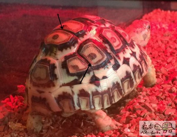 複製 -204209aemi171mmlt14mmu.jpg.thumb.jpg