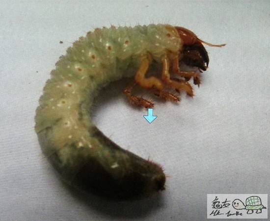 金龜子幼虫1.jpg