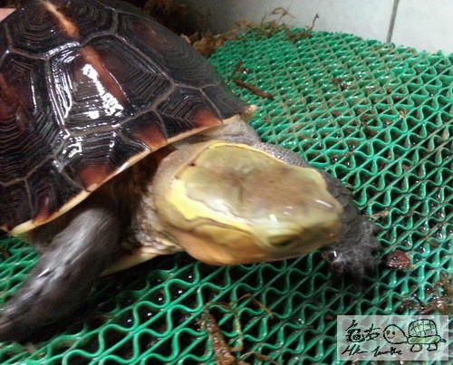 複製 -20150409_183057.jpg