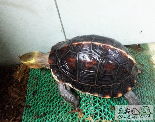 複製 -20150409_183144.jpg