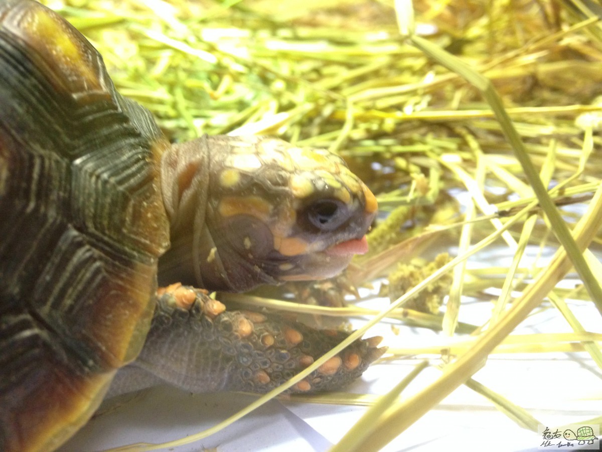 幾分鐘食左兩粒M糧