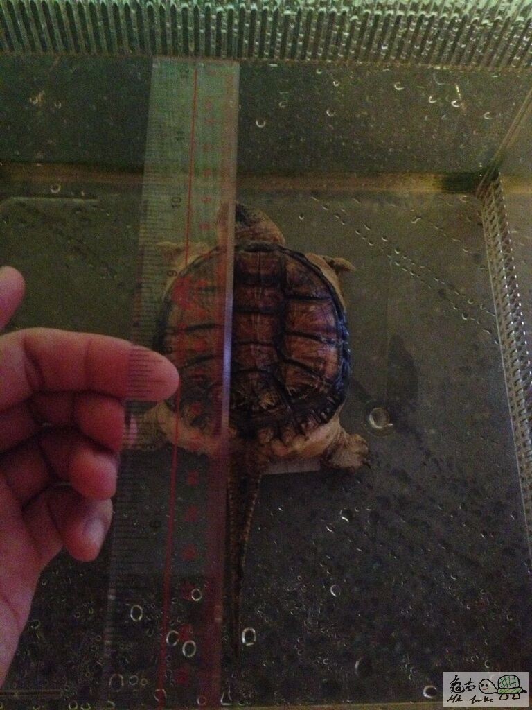 連尾22CM,甲8CM(錯甲)