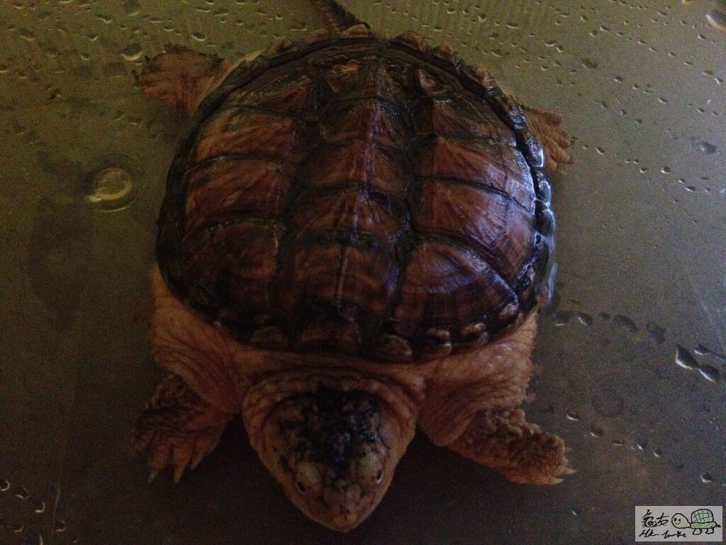 橙化平背,雜食(食糧/魚/其他)