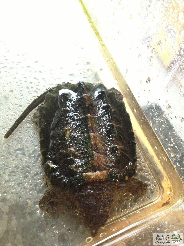 連尾18CM,個尾有少少斷