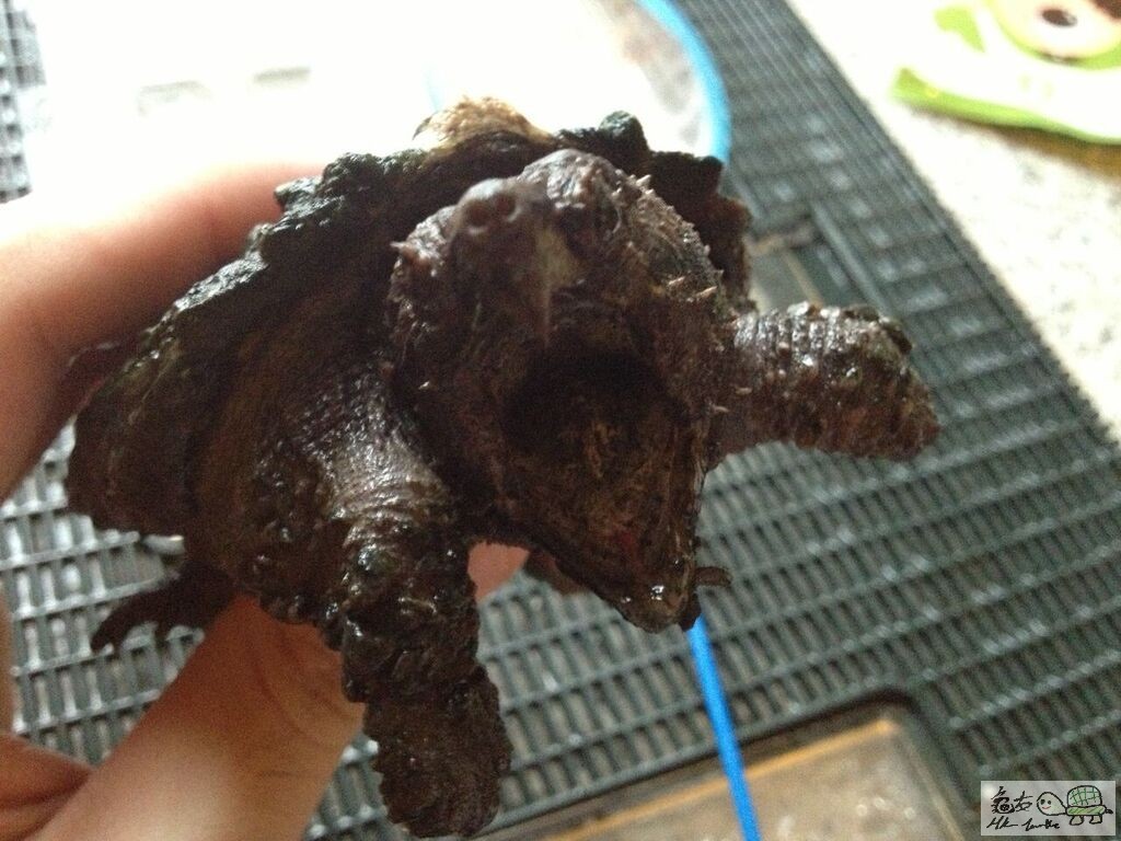 突背已習慣食糧,開口