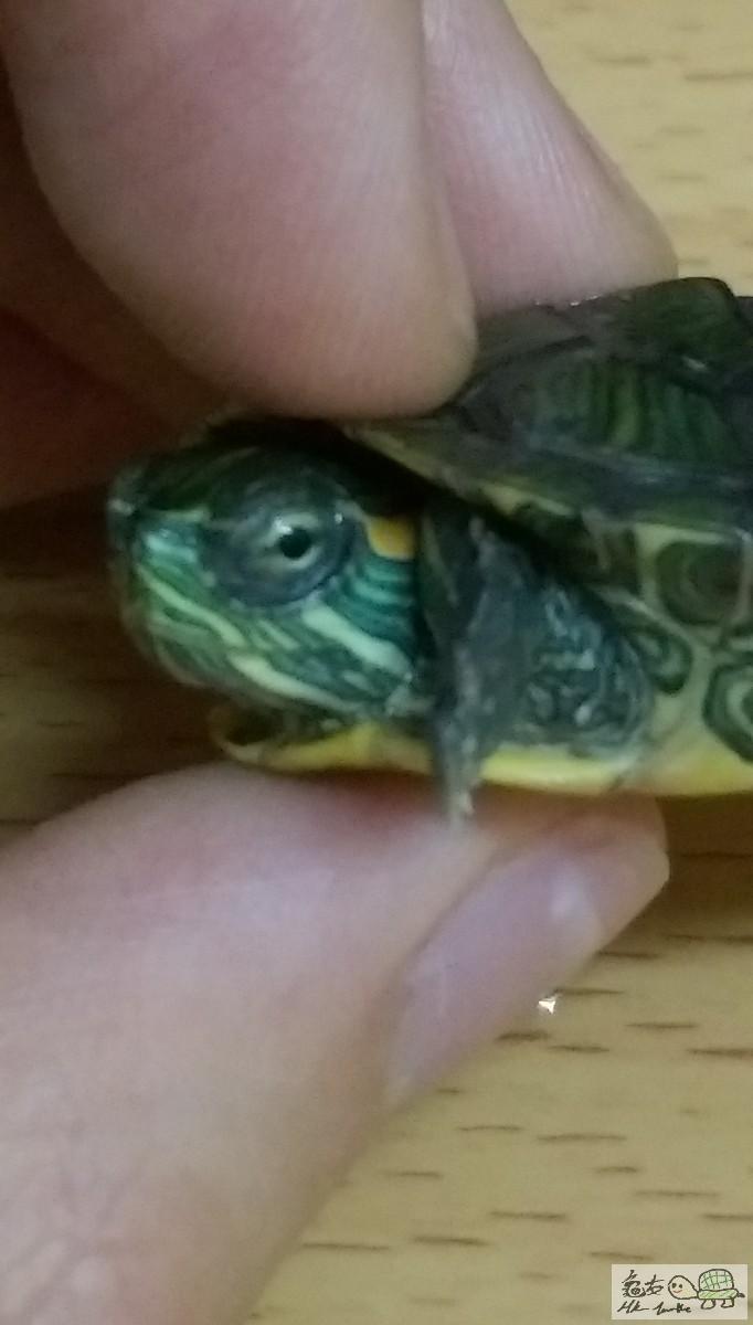 隻眼有陣時會見到有層奶白色嘅膜