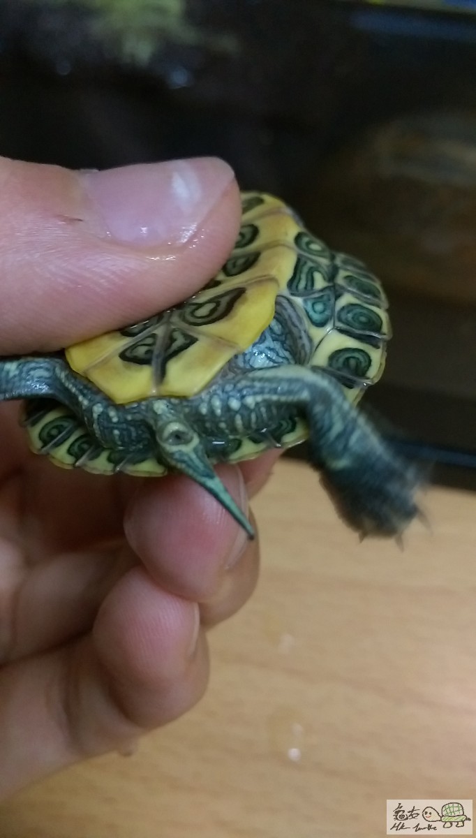 食完菜變咗咁樣