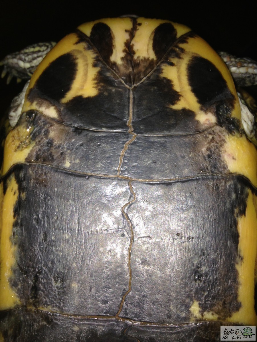 無今嚴重GE龜 甲1