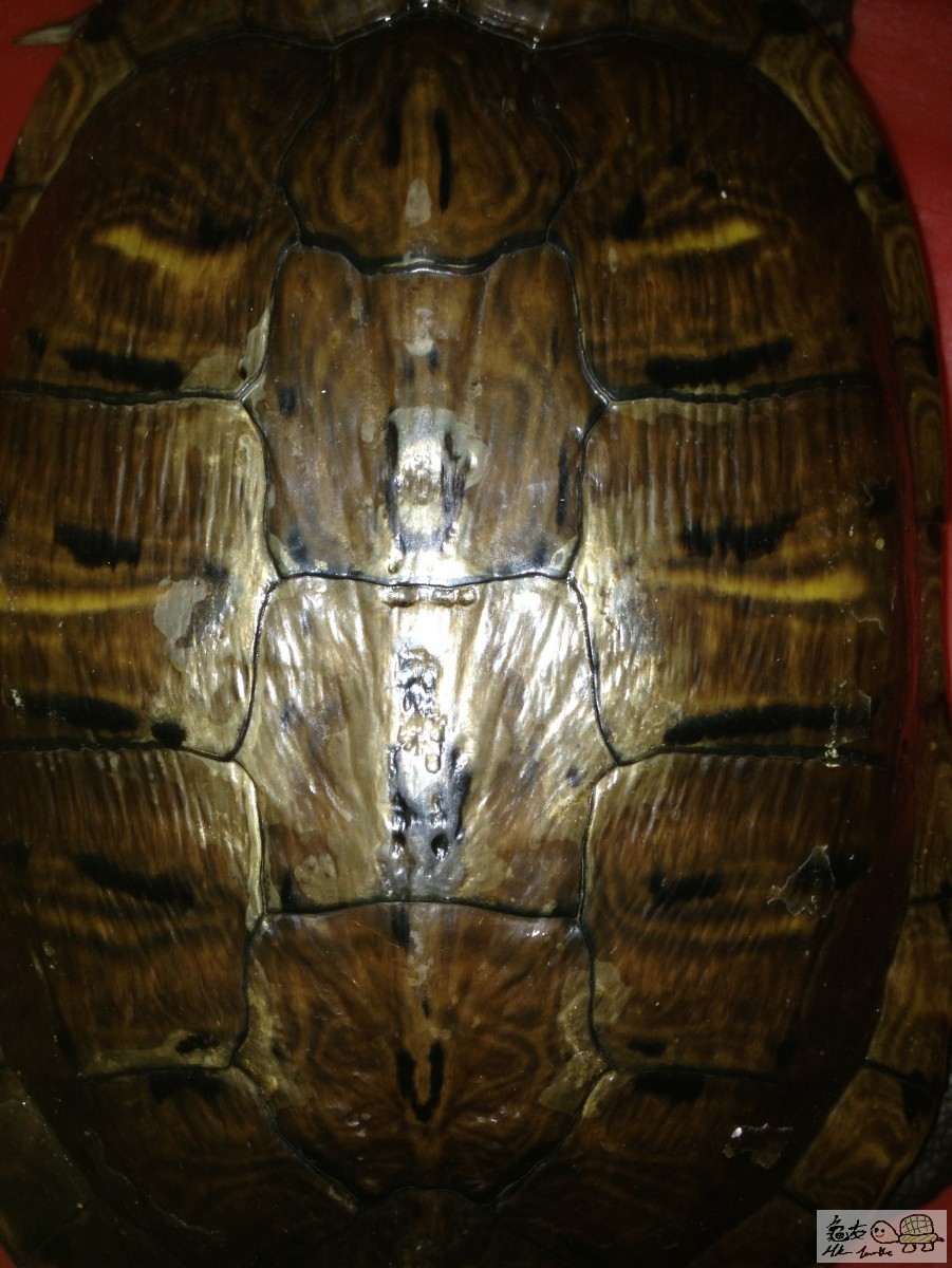 無今嚴重GE龜 龜背