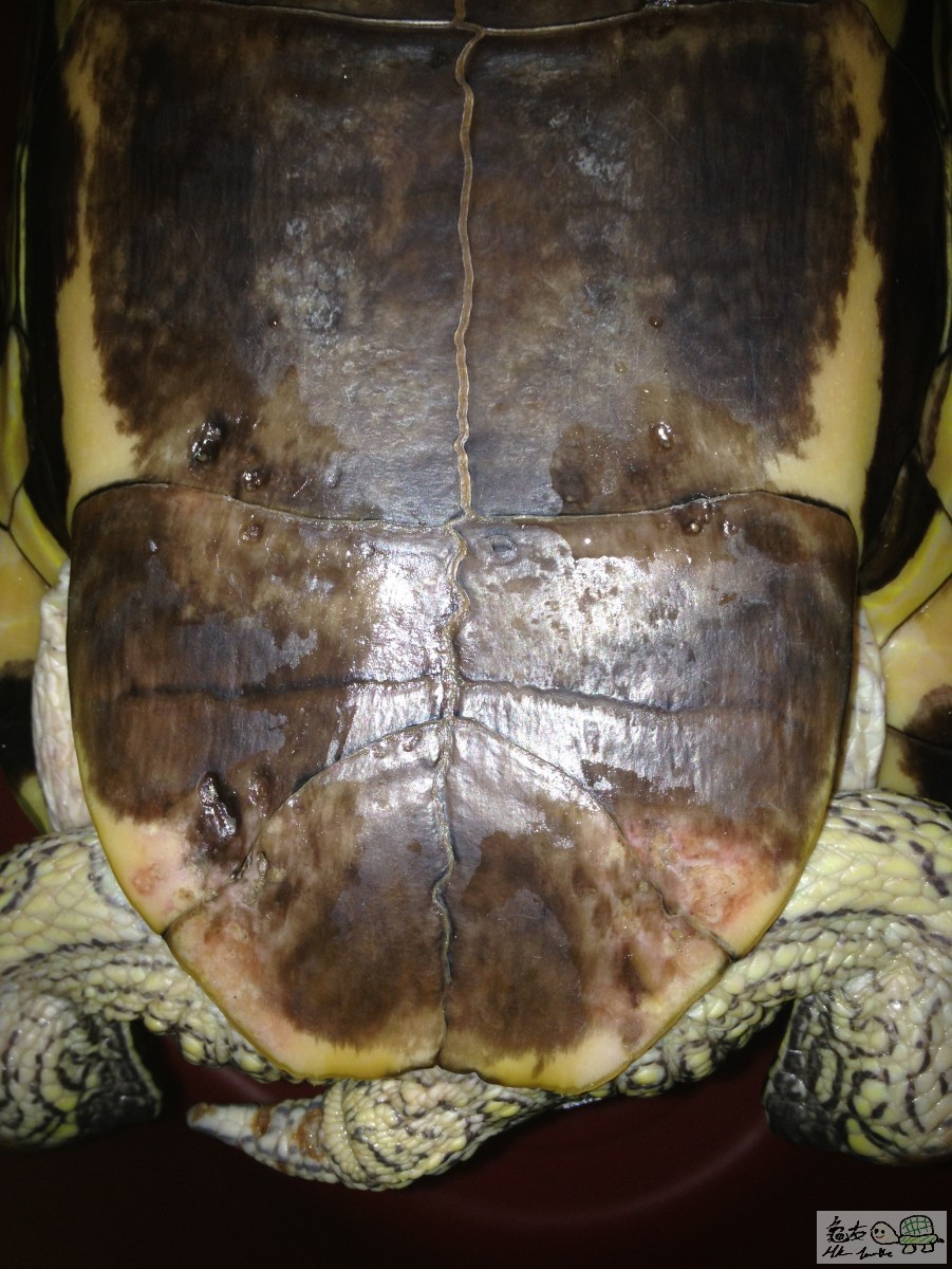 比較嚴重GE龜1 甲2.JPG