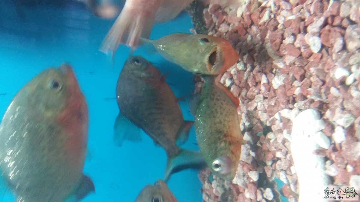 好凸阿