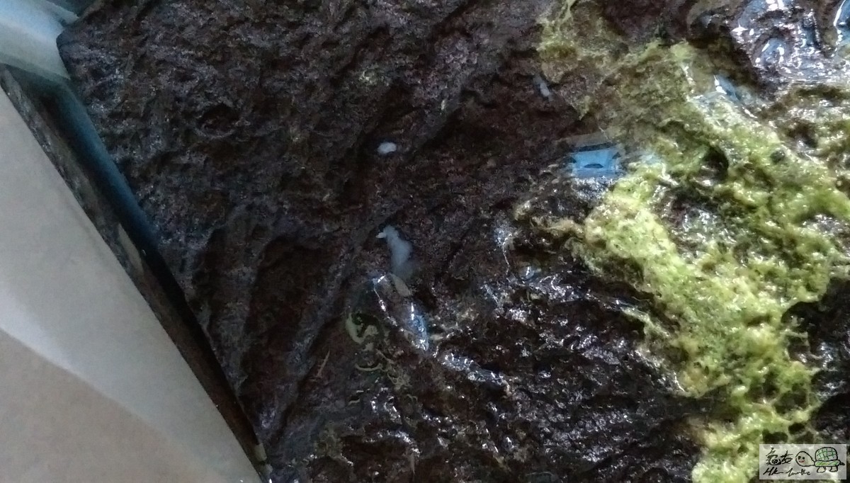 浮台上面嘅白色屎