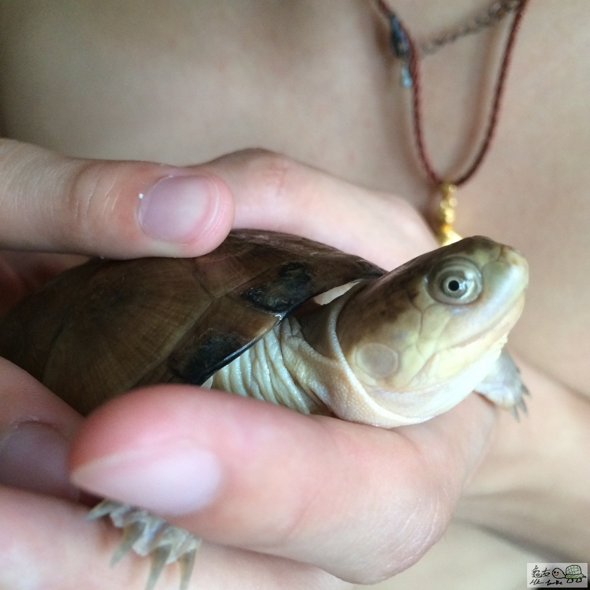 龜龜隻眼有粒白色野