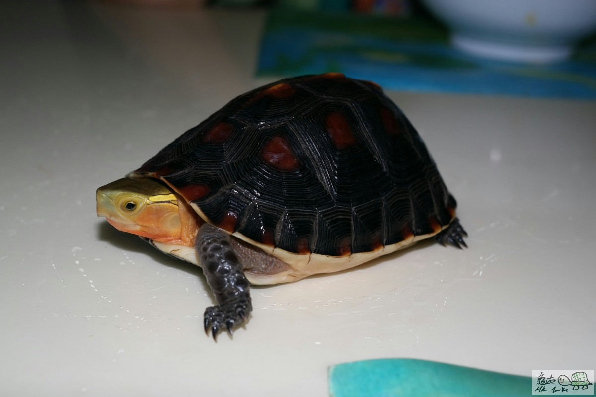 2015-06-27 18.46.50.jpg