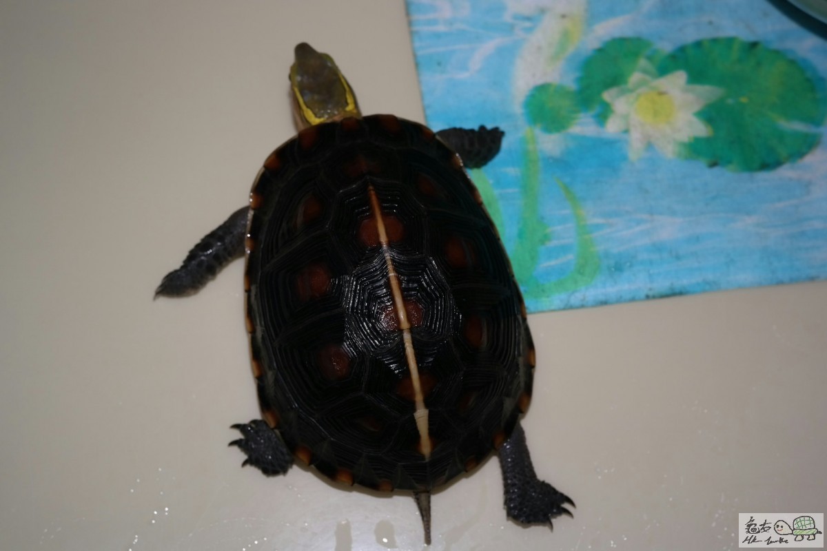 2015-06-27 18.47.42.jpg