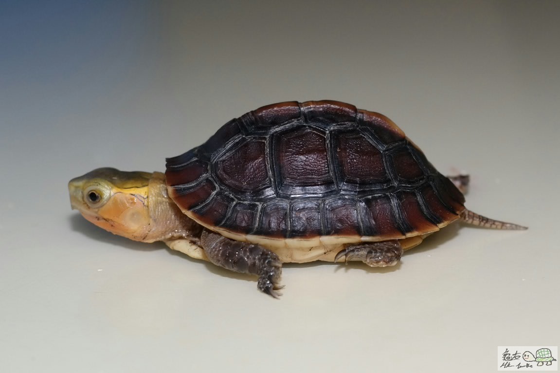 2015-06-27 18.49.22.jpg